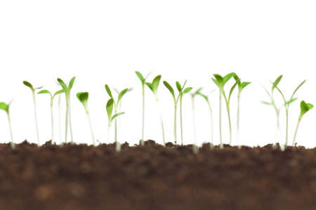 Close-up of green seedling growing out of soil