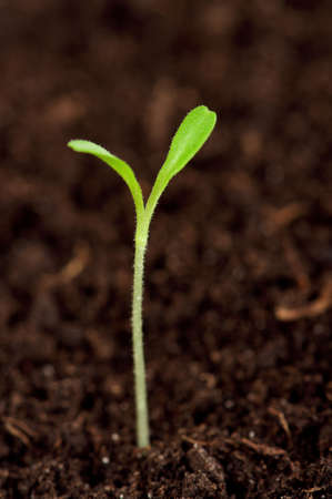 Close-up of green seedling growing out of soilの写真素材