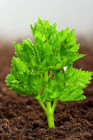 Close-up of green parsley growing out of soilの写真素材