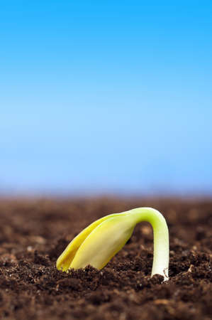Close-up of seedling of a sunflower growing out of soilの写真素材