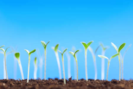 Close-up of green seedling growing out of soilの写真素材