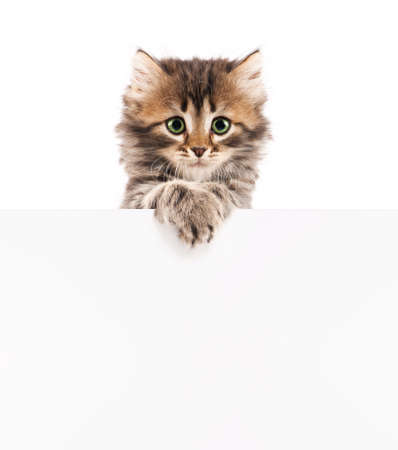 Pretty kitten peeking out of a blank sign, isolated on white backgroundの写真素材