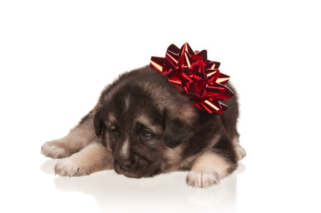 Cute puppy of 3 weeks old with red bow on a white backgroundの写真素材