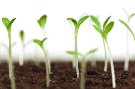 Close-up of green seedling growing out of soilの写真素材