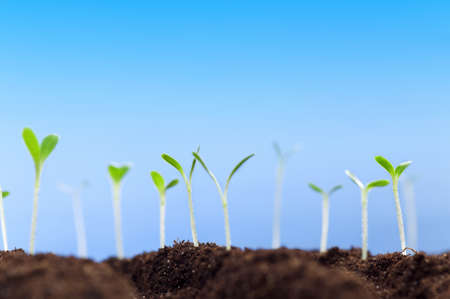 Close-up of green seedling growing out of soilの写真素材