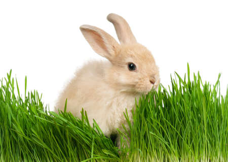 Portrait of adorable rabbit in green grass on white backgroundの写真素材