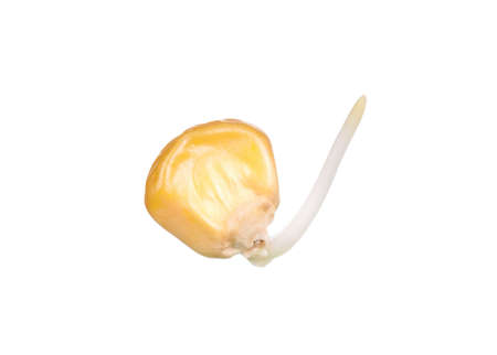 Close-up of seedling of a corn isolated on white backgroundの写真素材