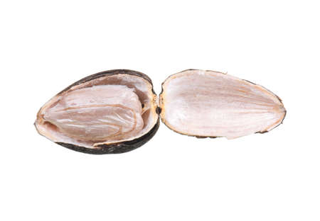 Close-up of seed of a sunflower isolated on white backgroundの写真素材