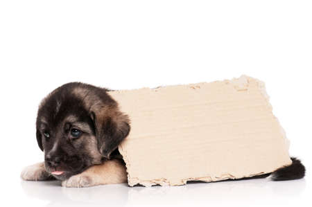 Cute puppy of 1,5 months old with a cardboard on a white backgroundの写真素材