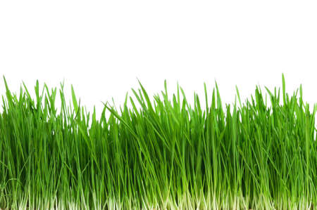 Fresh green wheat grass isolated on white backgroundの写真素材