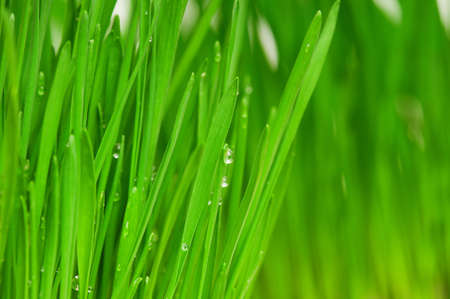 Fresh green wheat grass with drops dewの写真素材