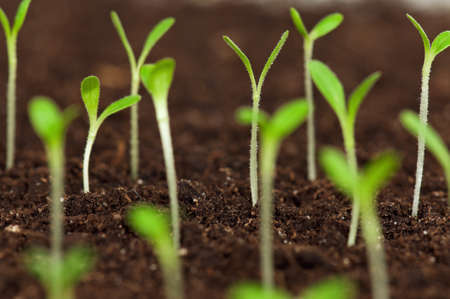 Close-up of green seedling growing out of soilの写真素材