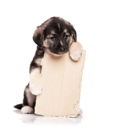 Cute puppy of 1,5 months old with a cardboard on a white backgroundの写真素材