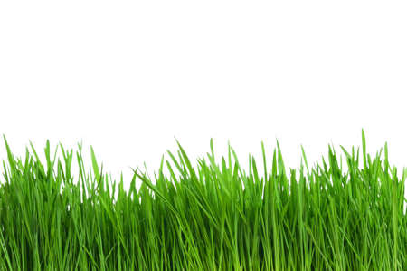 Fresh green wheat grass isolated on white backgroundの写真素材