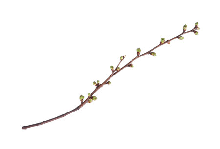Branch of tree with buds isolated on white backgroundの写真素材