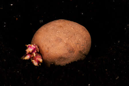 Old potato with sprouts in black soilの写真素材