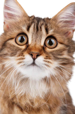 Portrait of pretty young cat over white backgroundの写真素材