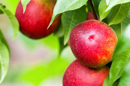 Ripe peaches hang on a tree between green leavesの写真素材