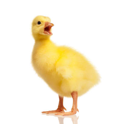 Cute domestic gosling isolated on white backgroundの写真素材