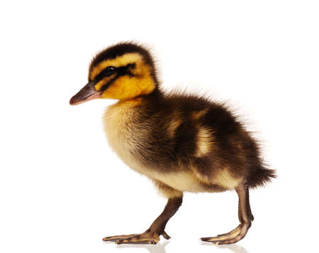 Cute domestic duckling isolated on white backgroundの写真素材