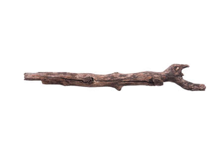 Single dry tree branch - isolated on white backgroundの写真素材