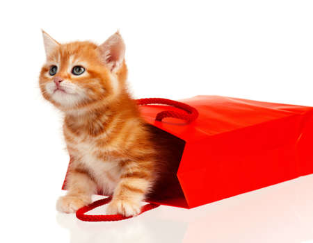 Cute little red kitten in a shopping bag isolated on white backgroundの写真素材