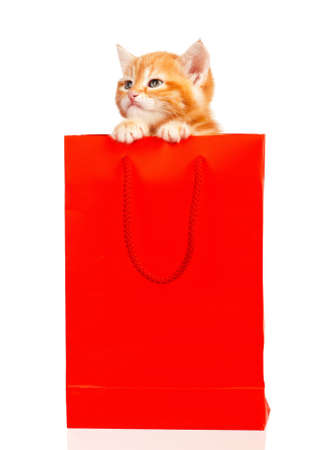 Cute little red kitten in a shopping bag isolated on white backgroundの写真素材