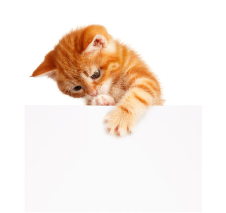 Cute little red kitten with empty board isolated on white backgroundの写真素材