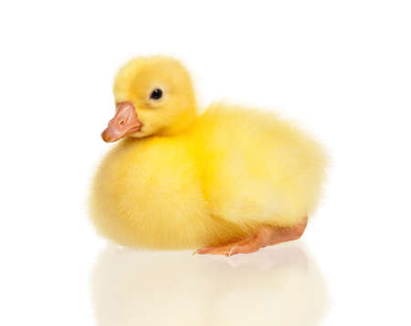 Cute domestic gosling isolated on white backgroundの写真素材