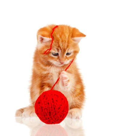 Cute little red kitten isolated with red clew on white backgroundの写真素材