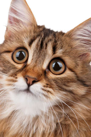 Portrait of pretty young cat over white backgroundの写真素材