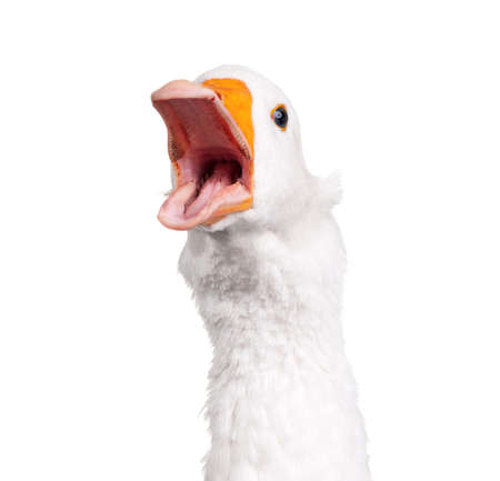 White domestic goose isolated on white backgroundの写真素材