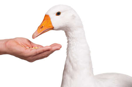 White domestic goose isolated on white backgroundの写真素材