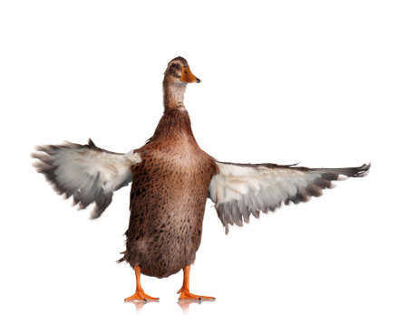 Young domestic duck isolated on white backgroundの写真素材
