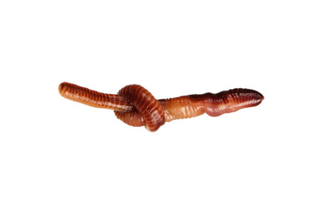 Big earth worm isolated on white background
