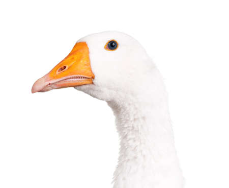 White domestic goose isolated on white backgroundの写真素材