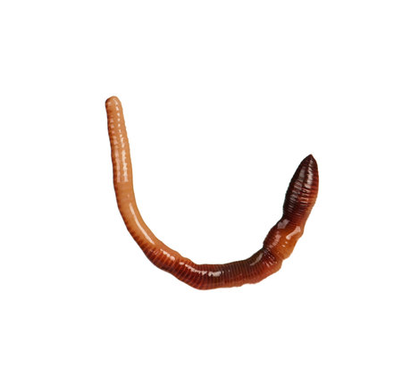 Big earth worm isolated on white background