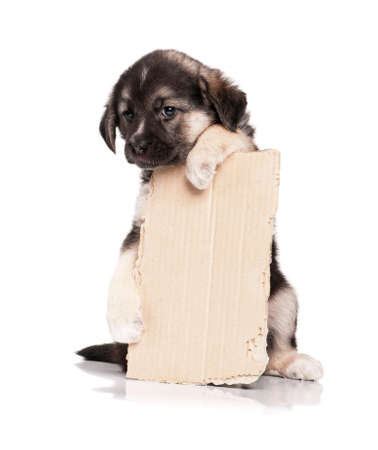 Cute puppy of 1,5 months old with a cardboard on a white backgroundの写真素材