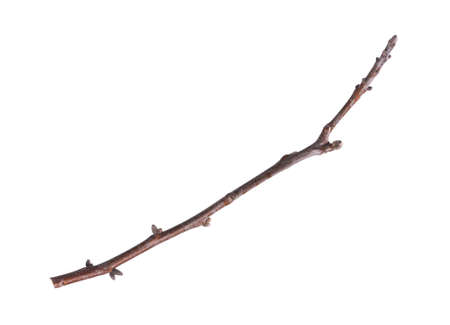 Branch of tree with buds isolated on white backgroundの写真素材