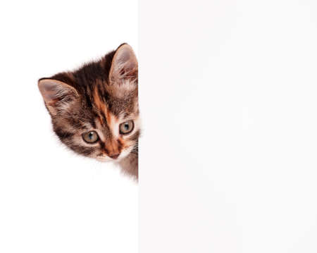 Portrait of cute little kitten with empty board on white backgroundの写真素材