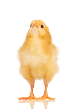 Cute little chicken isolated on white backgroundの写真素材