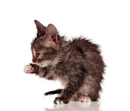 Wet little kitten isolated on white backgroundの写真素材
