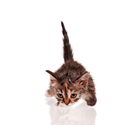 Wet little kitten isolated on white backgroundの写真素材