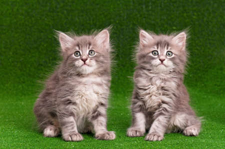 Cute gray kittens on artificial green grassの写真素材
