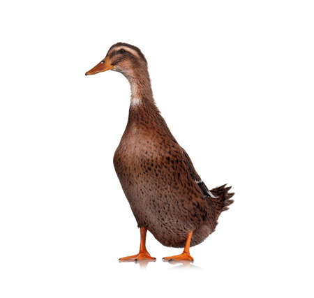 Young domestic duck isolated on white backgroundの写真素材