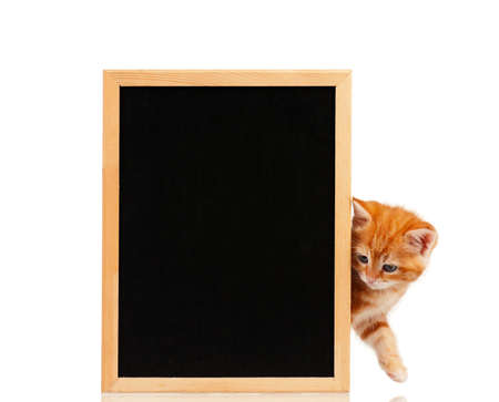 Cute little red kitten with a blackboard isolated on white backgroundの写真素材