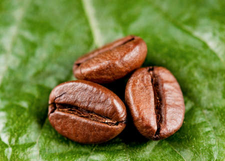 Closeup of coffee beans on green leafの写真素材