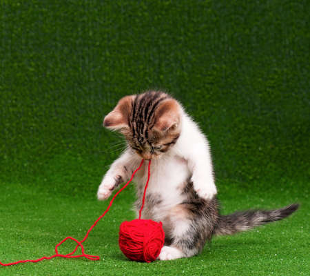 Cute kitten playing red clew of thread on artificial green grassの写真素材