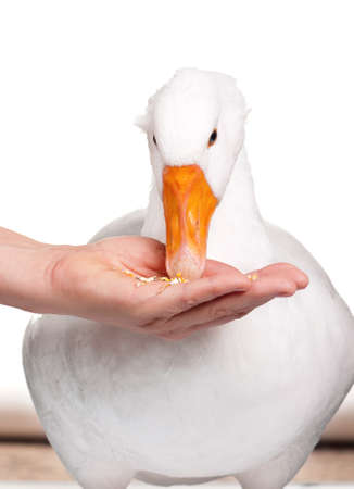 White domestic goose isolated on white backgroundの写真素材