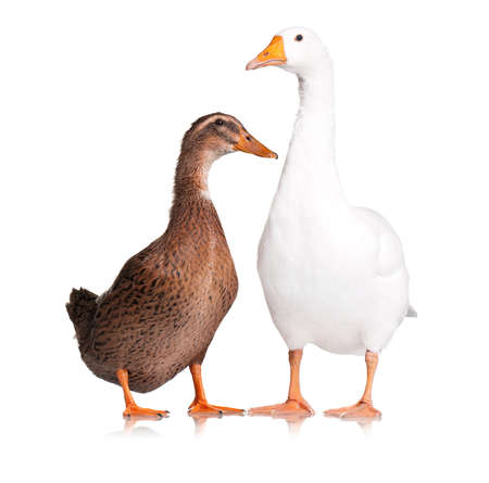 White domestic goose and duck isolated on white backgroundの写真素材